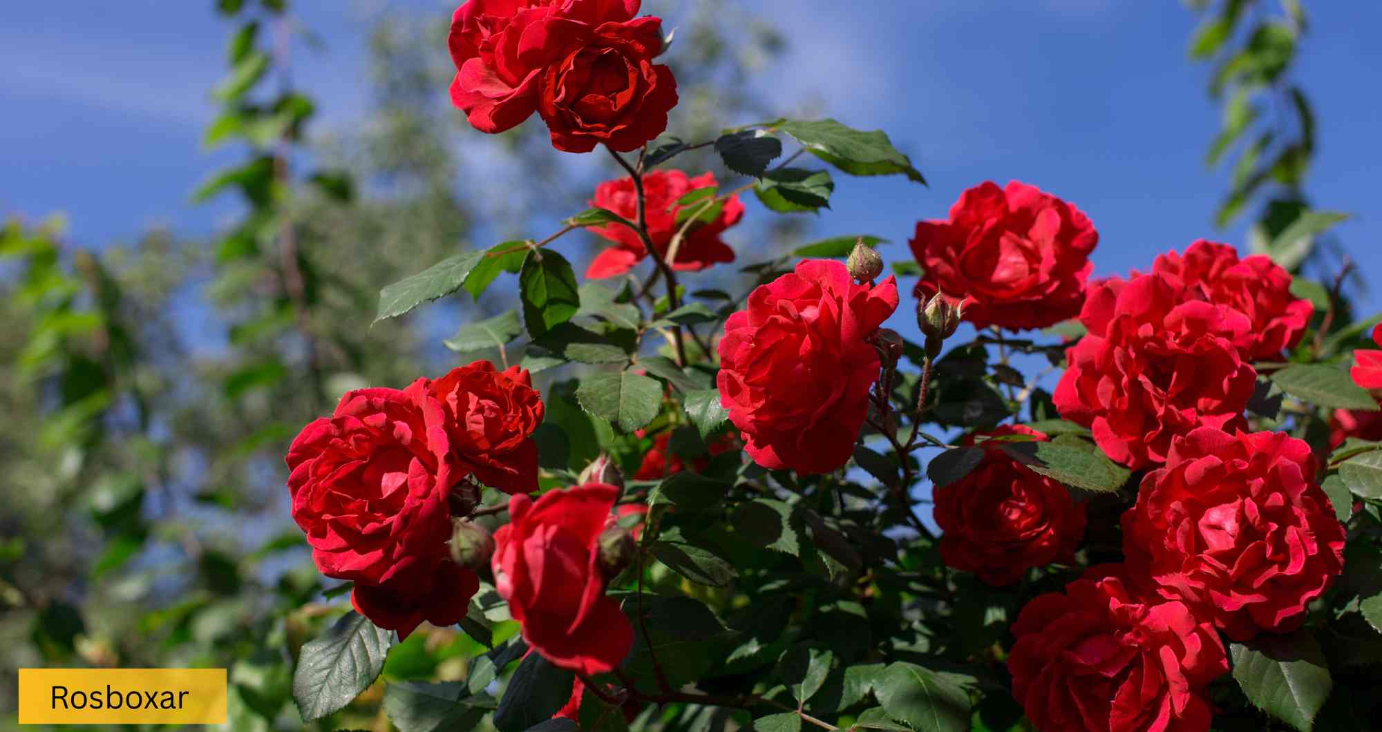 rosboxar