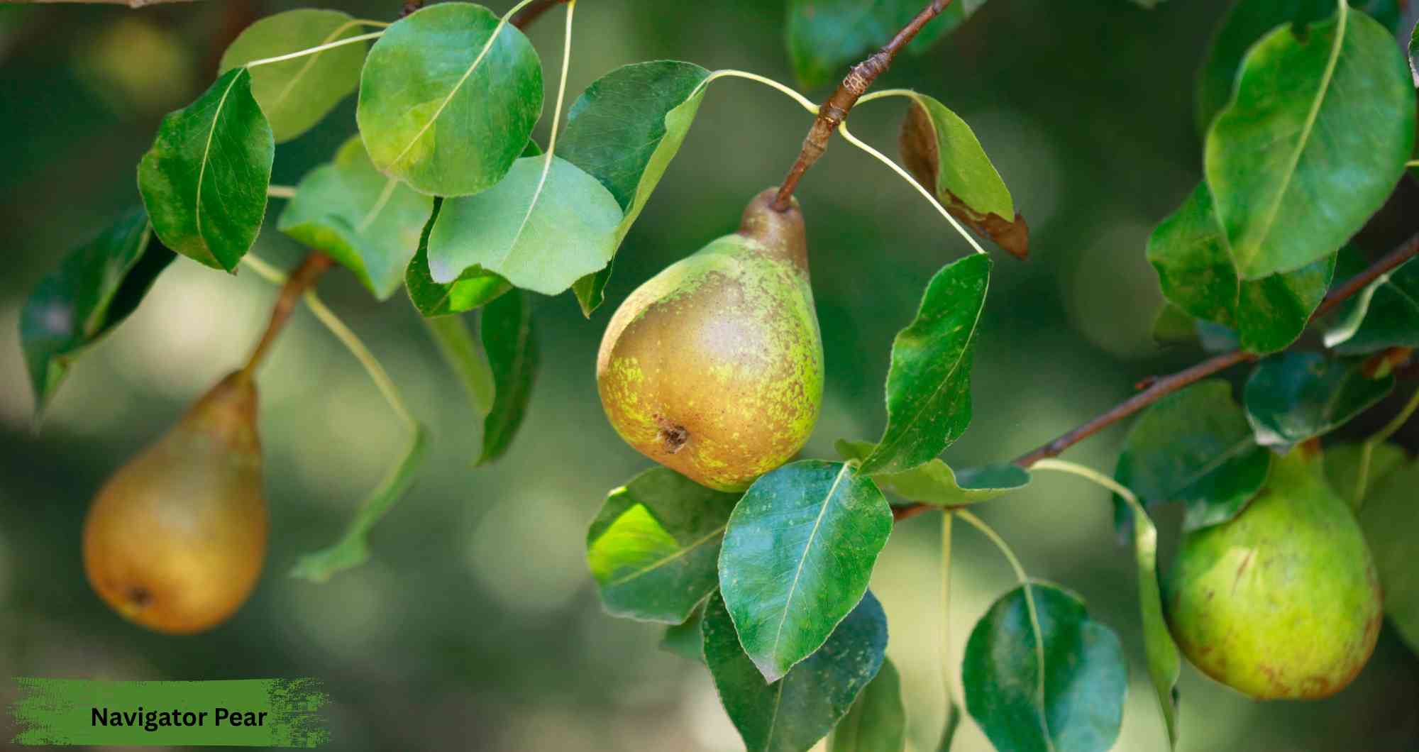 Navigator Pear